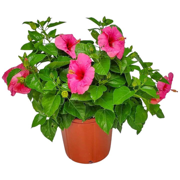 Yoder Dwarf Red Hibiscus Bush in 3 Gallon Nursery Pot 1‑Pack
