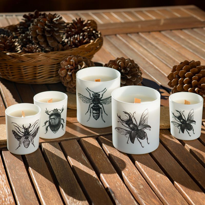 Candle in Jar INSECT 190gr DORYSTHENES WALKERI 3.35 diam. x 4.13 in image number 2