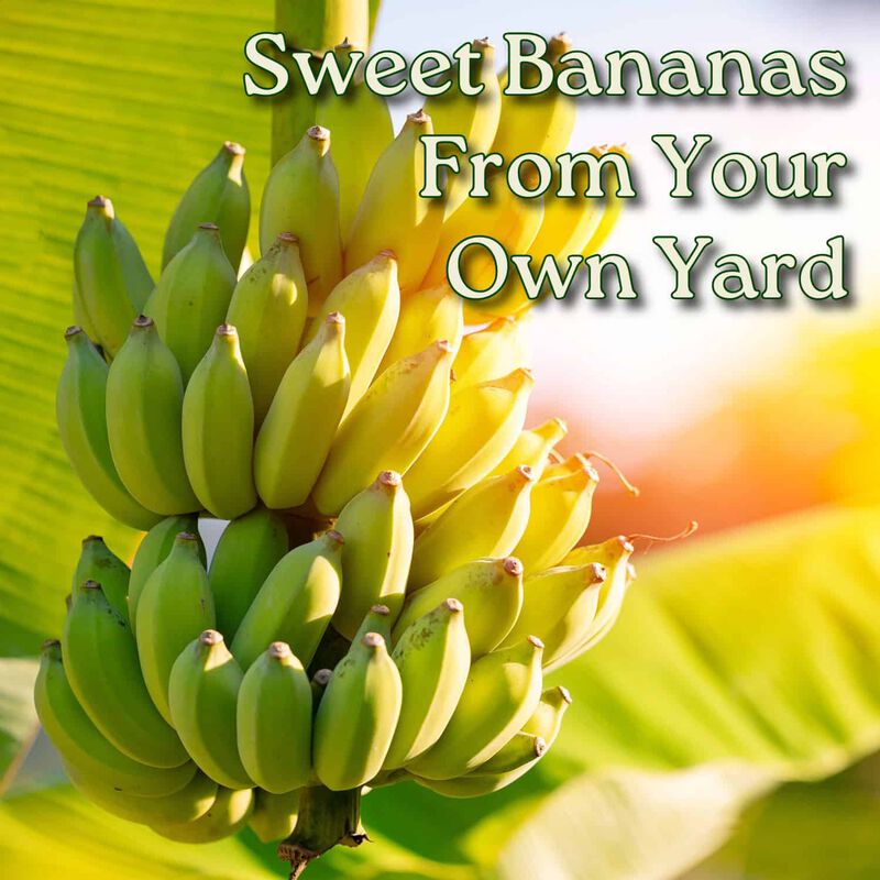 Dwarf Cavendish Banana Tree in 3 Gallon Nursery Pot 1 ‑Pack image number 3