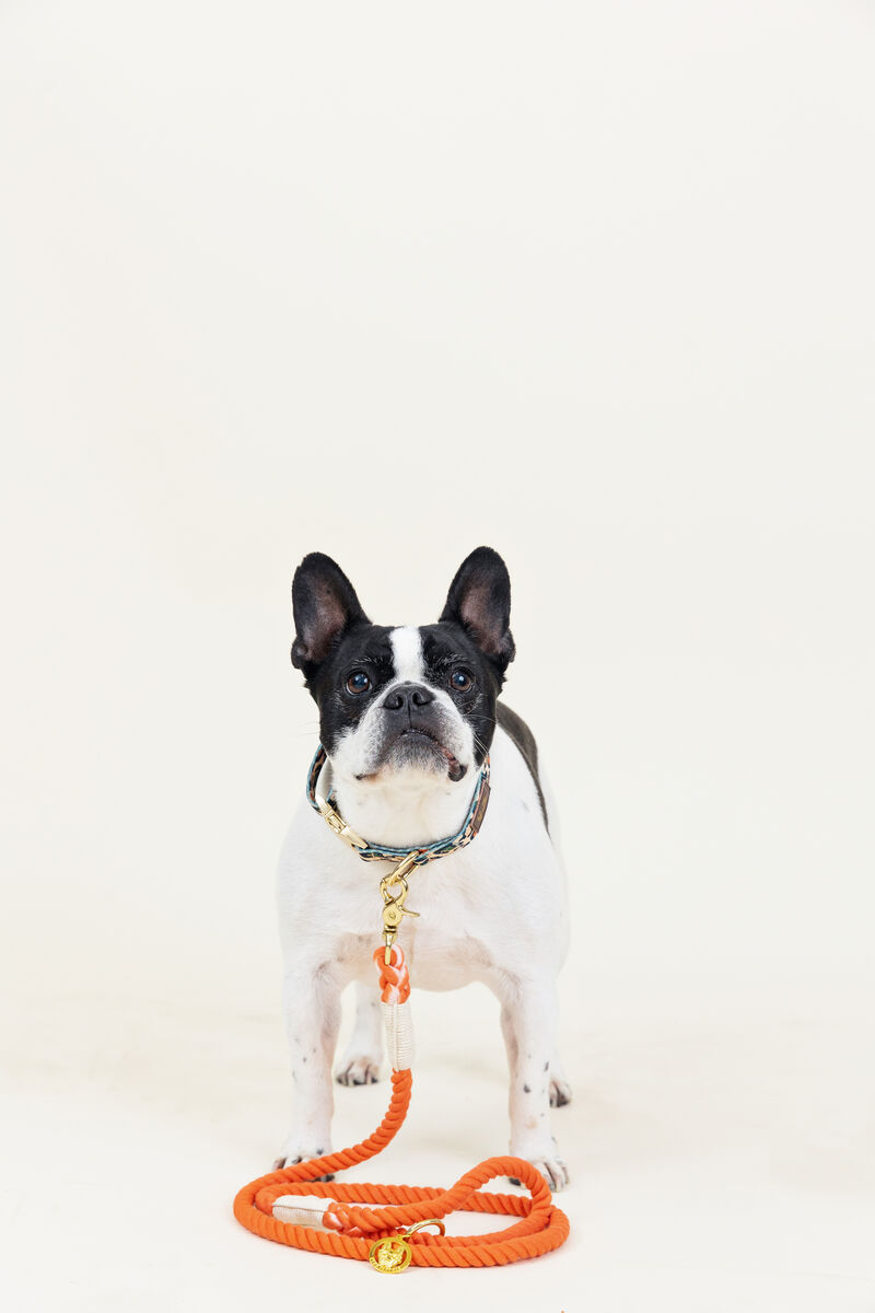 Cora Rope Dog Leash image number 1