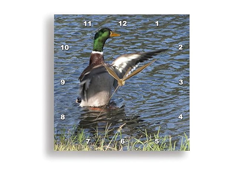 Drake Male Mallard Duck Wall Clock 15 Inch Home Decor