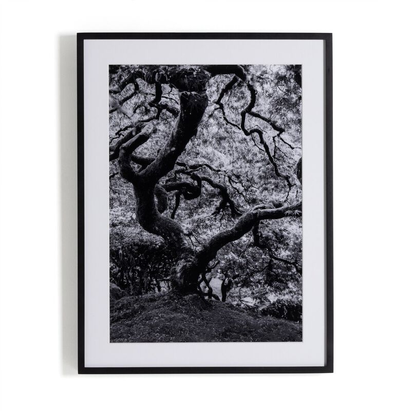 Tree Gaze Iv image number 3
