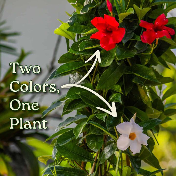 Giant White Mandevilla Vine in 3 Gallon Nursery Pot 1 ‑Pack