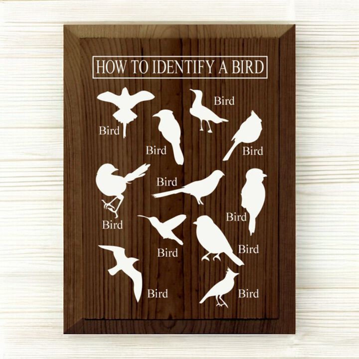 Bird Identification Chart Wall Decor From Solid Knotty Pine