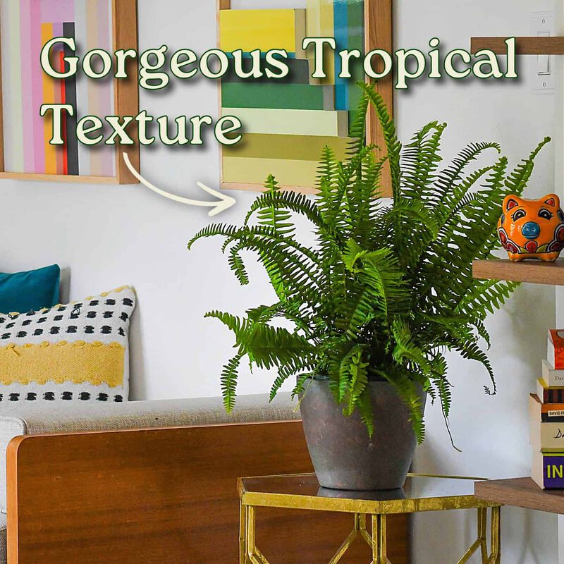 Green Kimberly Queen Fern House Plant in 1 Gallon Nursery Pot 1 -Pack image number 4