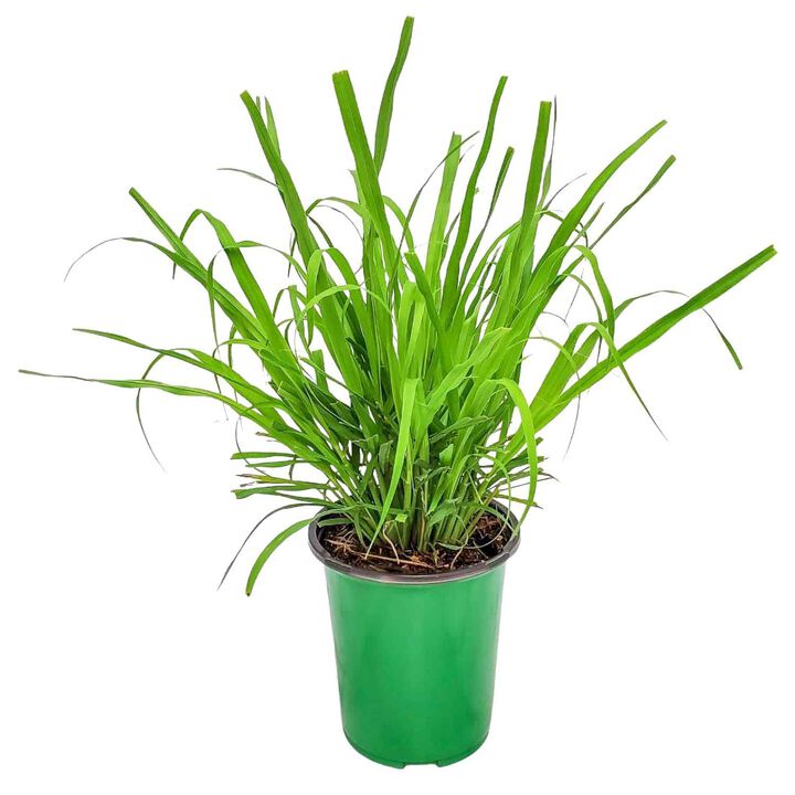 Lemongrass in 1 Gallon Nursery Pot 1 ‑Pack