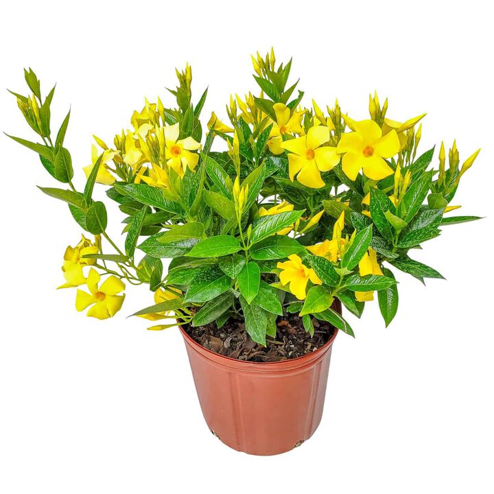 Dipladenia Plant in 3 Gallon Nursery Pot 1 ‑Pack