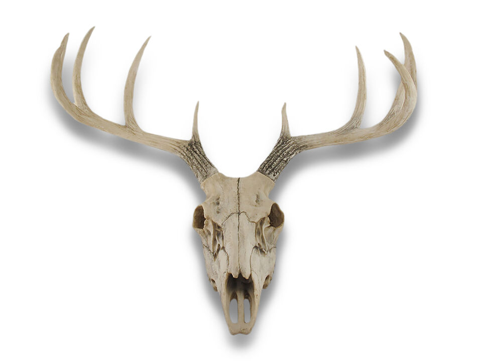 10 Point Buck Deer Skull Bust Wall Hanging