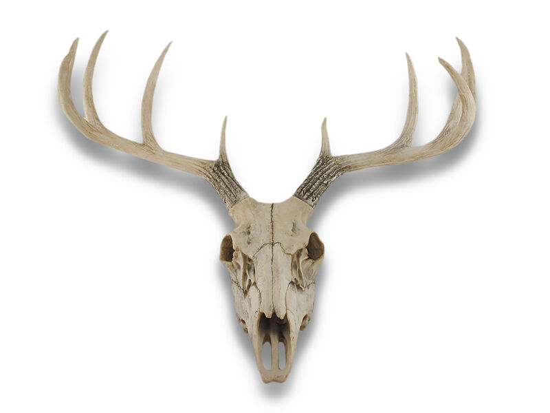 10 Point Buck Deer Skull Bust Wall Hanging image number 0