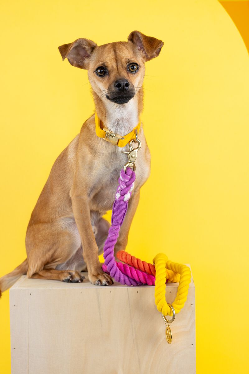 Roxy Rope Dog Leash image number 2