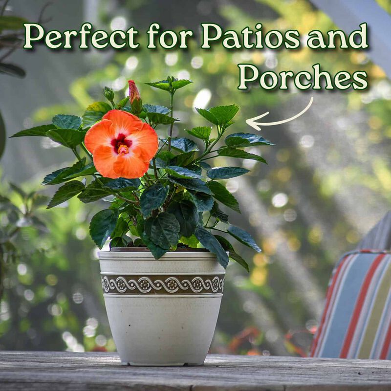 Yoder Dwarf Red Hibiscus Bush in 1 Gallon Nursery Pot 1‑Pack image number 4