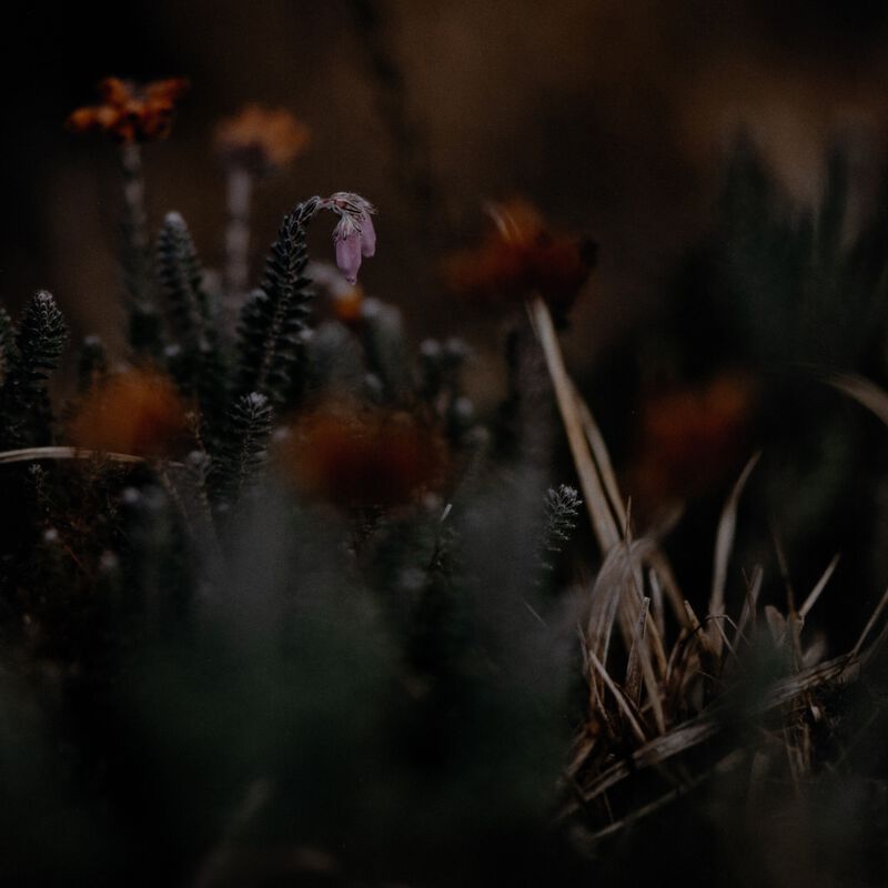 First Bloom by Annie Spratt image number 1