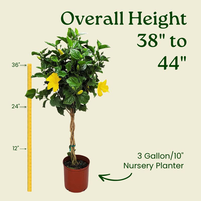 Braided Hibiscus Tree in 3 Gallon Nursery Pot 1 ‑Pack image number 2