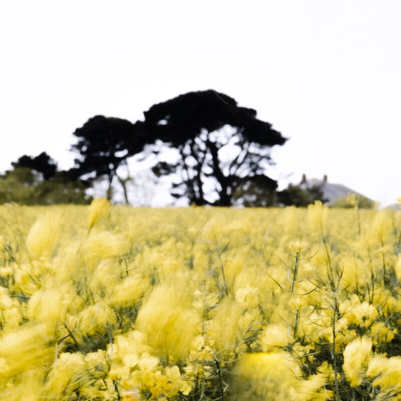 In The Wind by Annie Spratt
