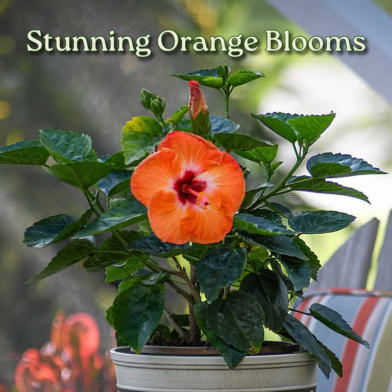 Yoder Dwarf Red Hibiscus Bush in 1 Gallon Nursery Pot 1‑Pack image number 1