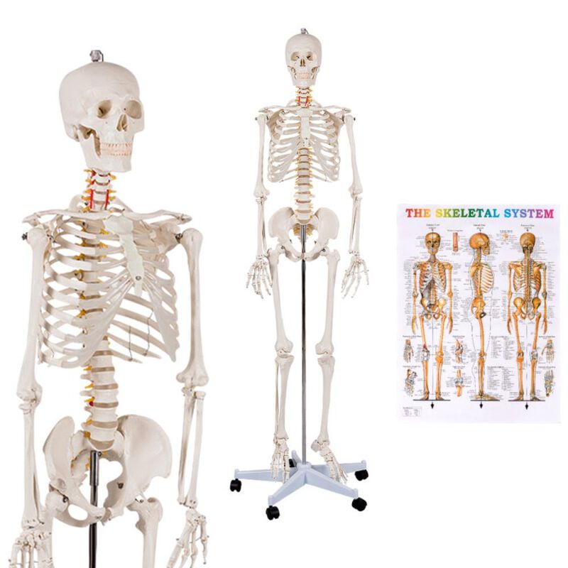 Hivvago Medical School Human Anatomy Class Life-size Skeleton Model
