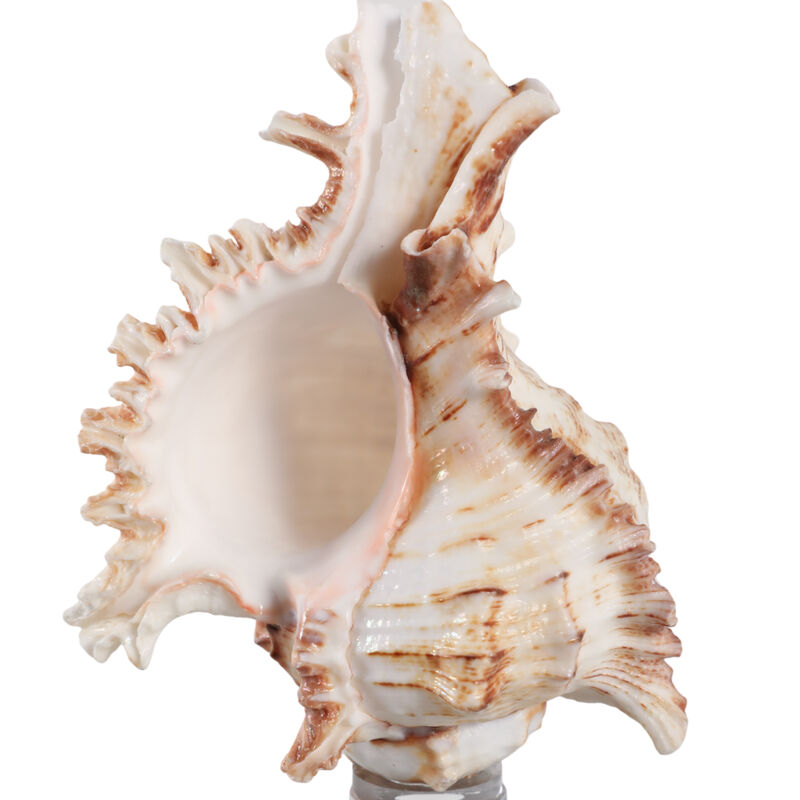 8x2" Shell On Crystal Base image number 4