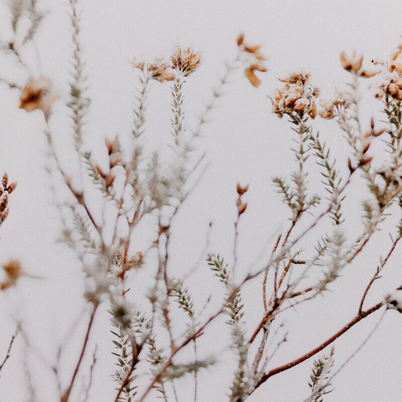 In The Details I by Annie Spratt image number 4
