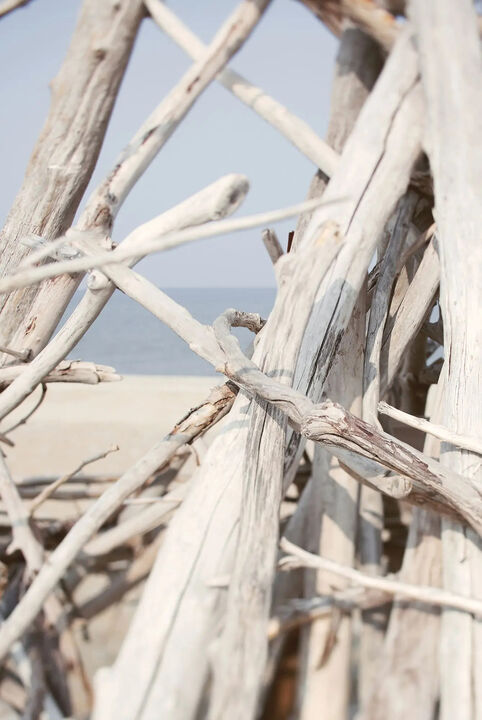 Driftwood Shore