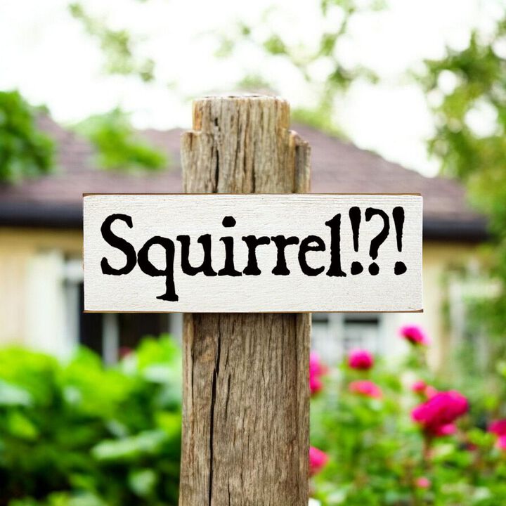 Squirrel Wood Sign Rustic Farmhouse Wall Decor for Living Room, Cabin or Entryway