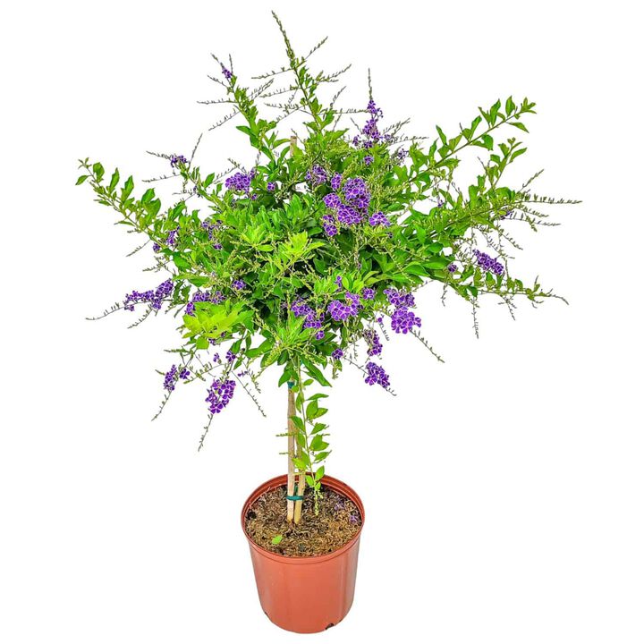 Standard Duranta Tree in 3 Gallon Nursery Pot 1 -Pack