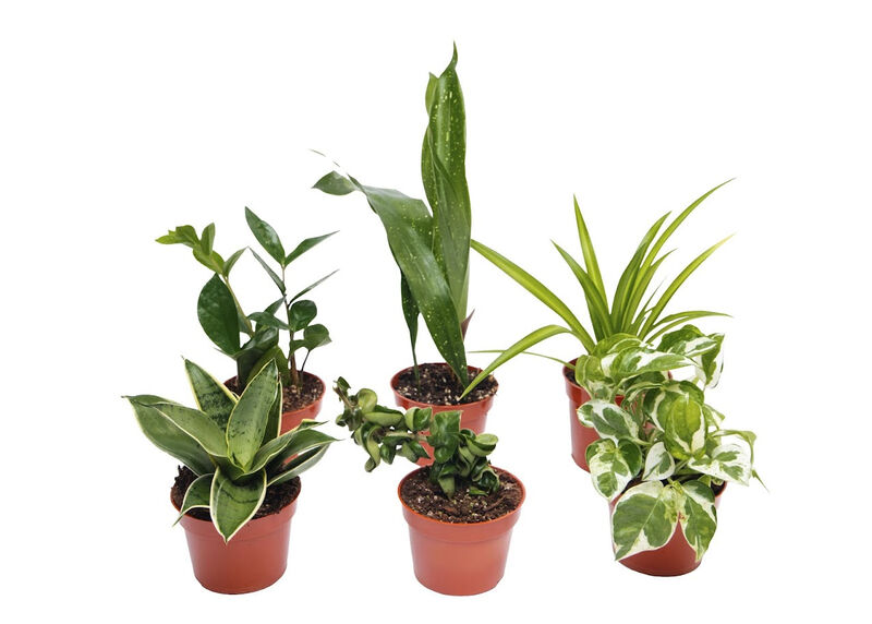 Assorted Foliage plants 6 pack 4 inch plants