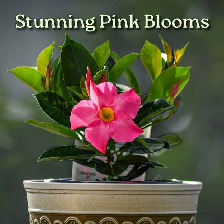 Dipladenia Plant in 1 Gallon Nursery Pot 1 ‑Pack