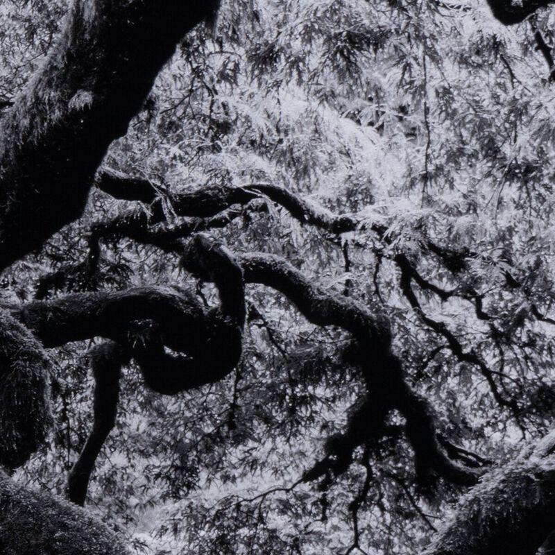 Tree Gaze IV by Coup d'Esprit image number 4