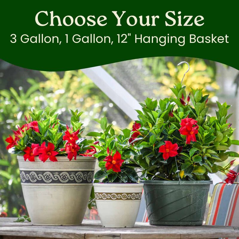 Dipladenia Plant in 3 Gallon Nursery Pot 1 ‑Pack image number 6