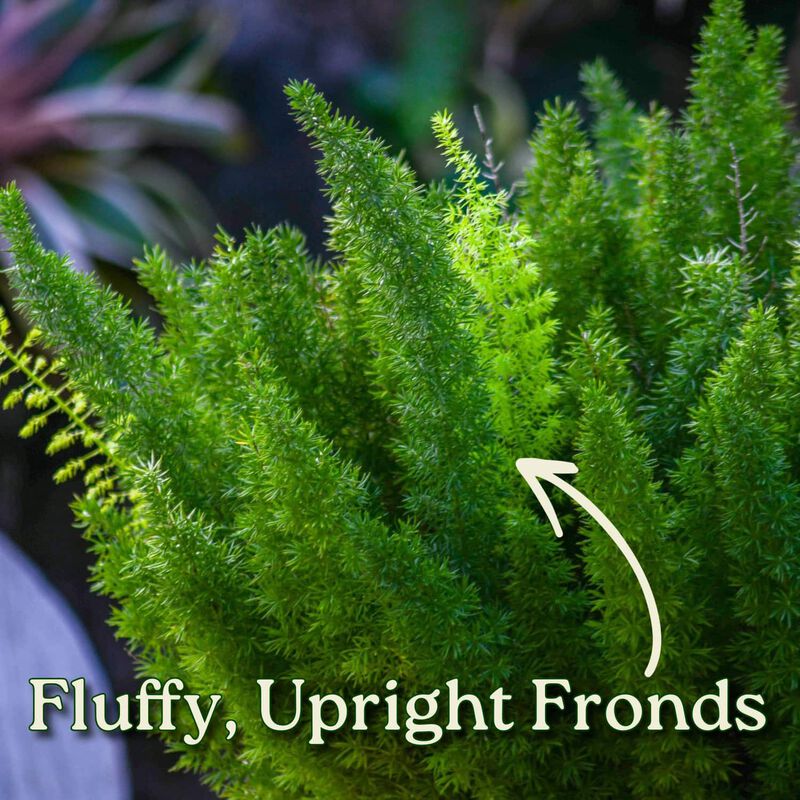 Foxtail Fern (Asparagus densiflorus) in 1 Gallon Nursery Pot 1 ‑Pack image number 1