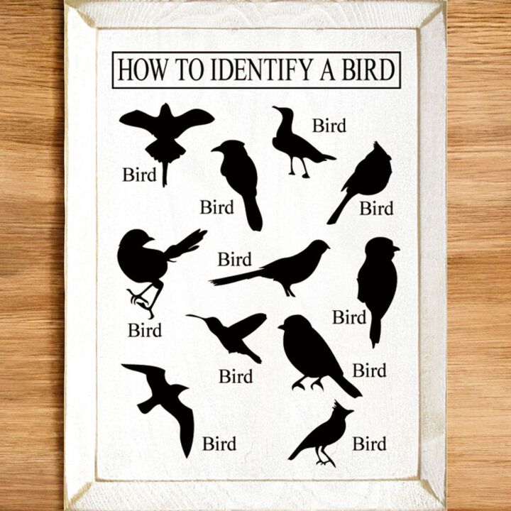 Bird Identification Chart Wall Decor From Solid Knotty Pine