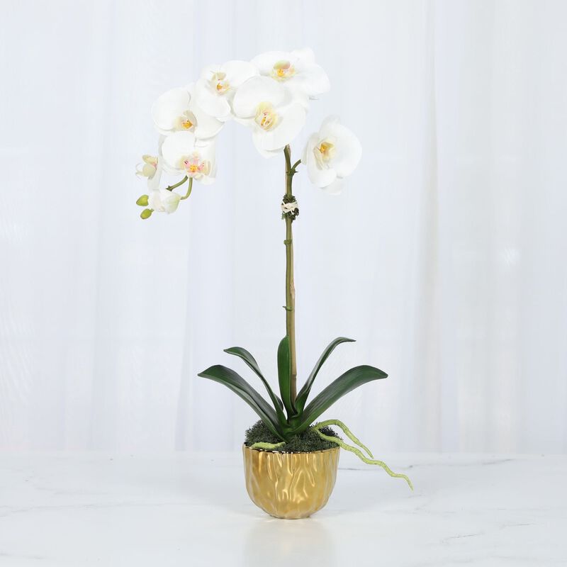 Phalaenopsis Orchid Plant in Gold Vase - 18" image number 1