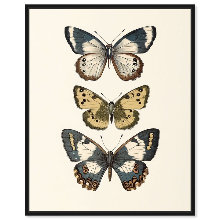Triad of Wings II Animals Canvas Print by Art Remedy