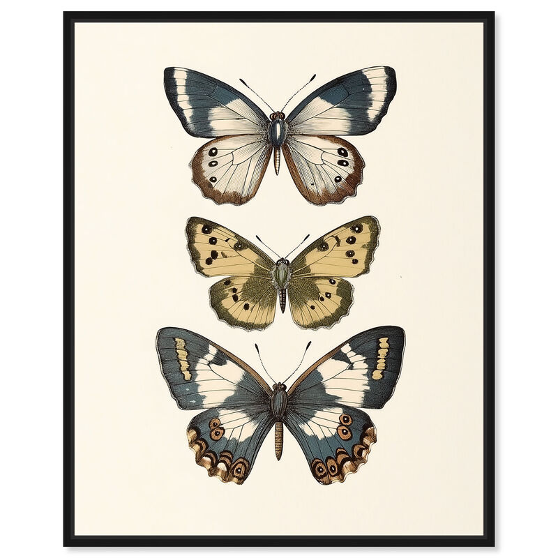 Triad of Wings II Animals Canvas Print by Art Remedy image number 0