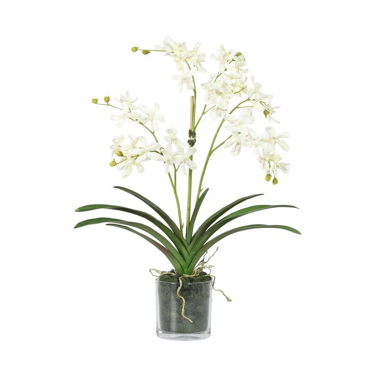Orchid Arrangement in Vase - 24"