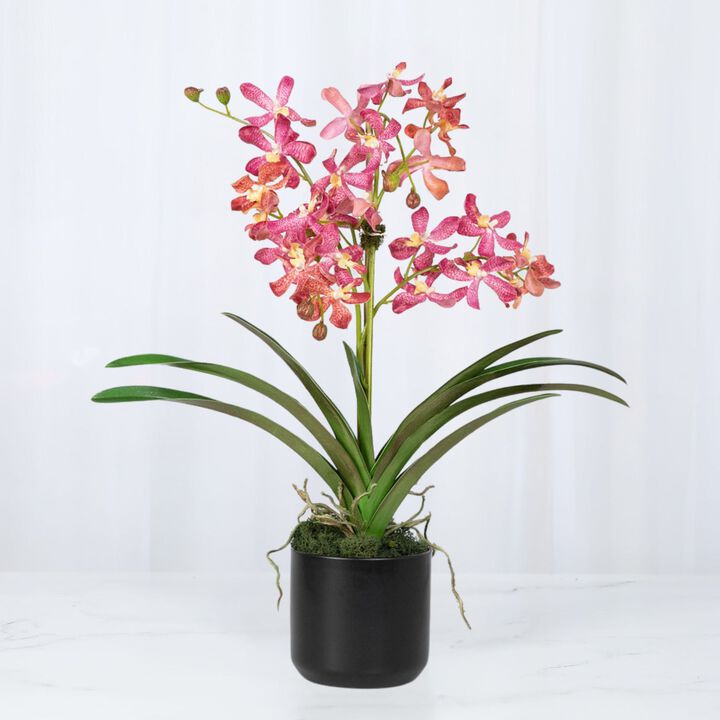 Pink Vanda Orchid Arrangement in Vase - 24"