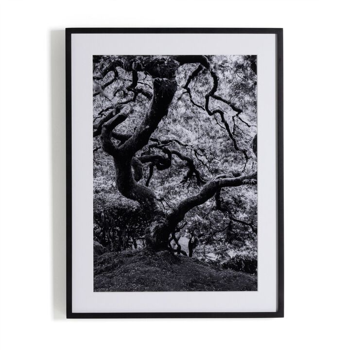 Tree Gaze IV by Coup d'Esprit