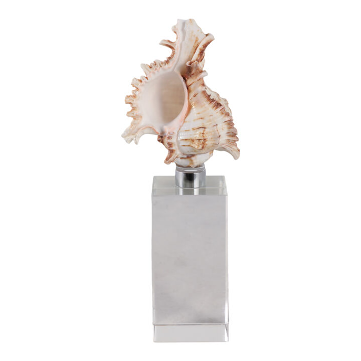 8x2" Shell On Crystal Base