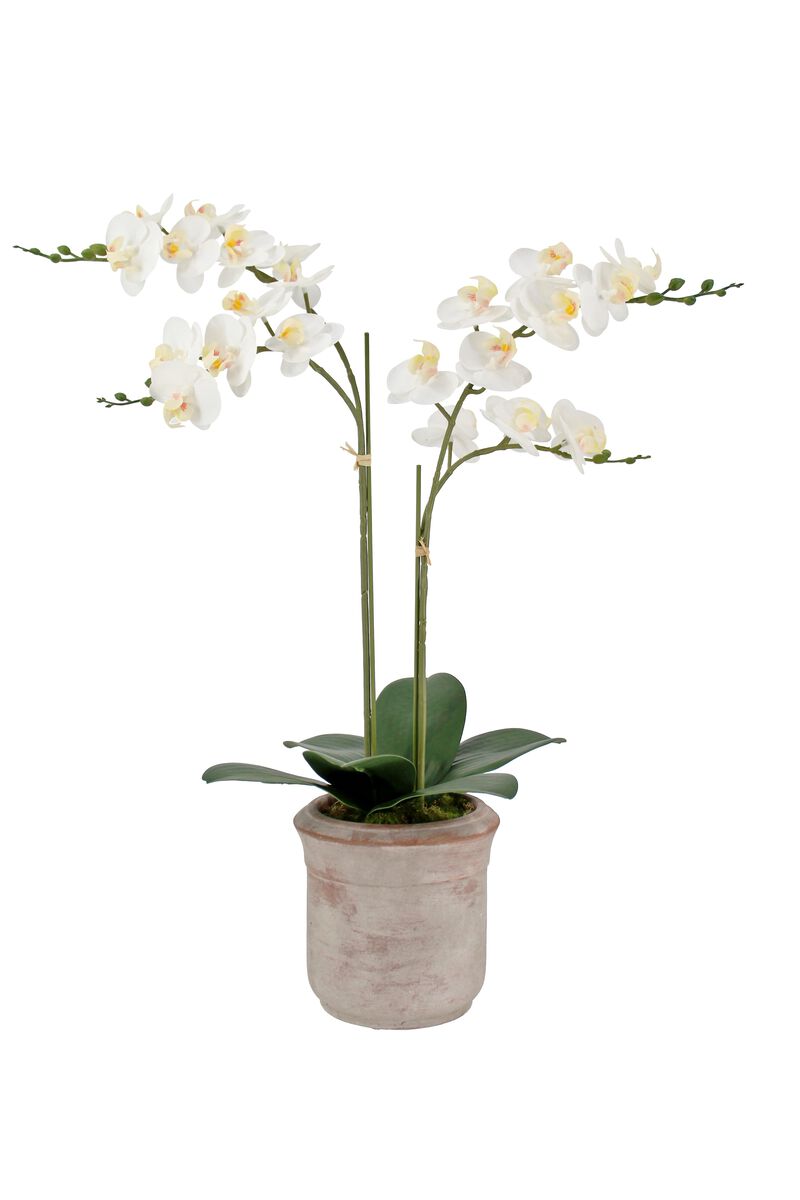 Artificial 2-Stem Phalaenopsis White Orchid image number 0