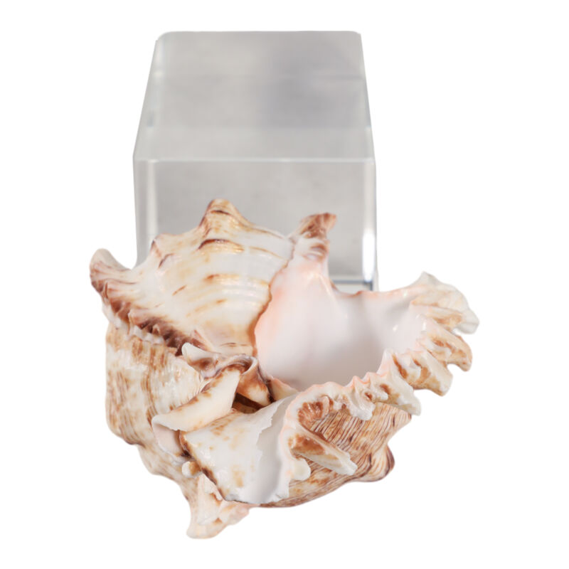8x2" Shell On Crystal Base image number 5
