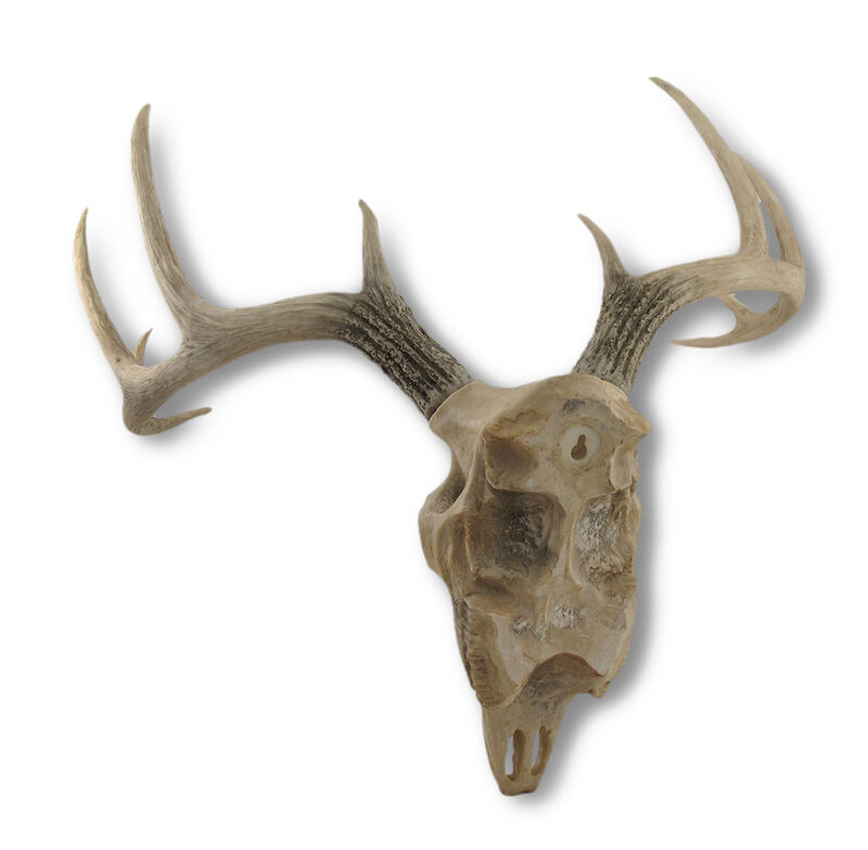 10 Point Buck Deer Skull Bust Wall Hanging image number 2