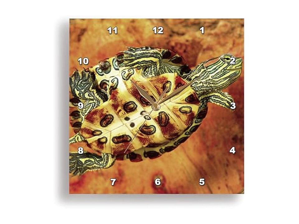 Red Ear Slider Turtle Hatchling David Wall Clock 13 Inch Home Decor