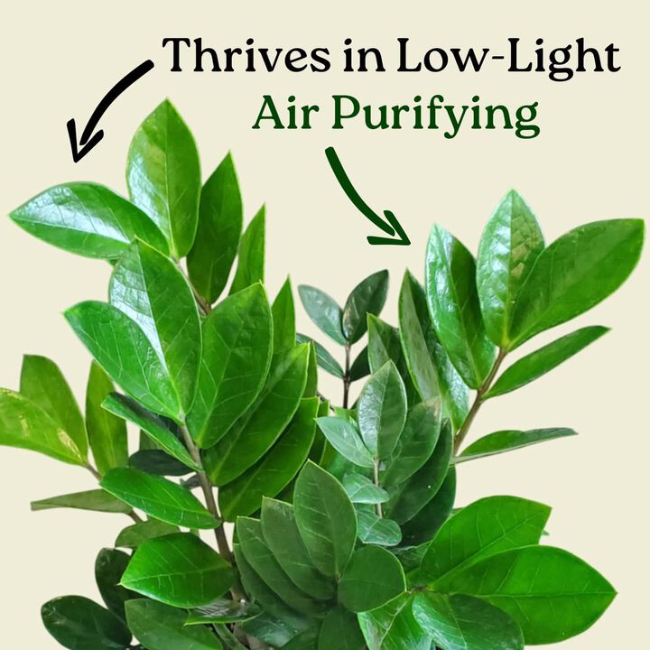 Green ZZ Plant House Plant in 1 Gallon Nursery Pot 1 -Pack