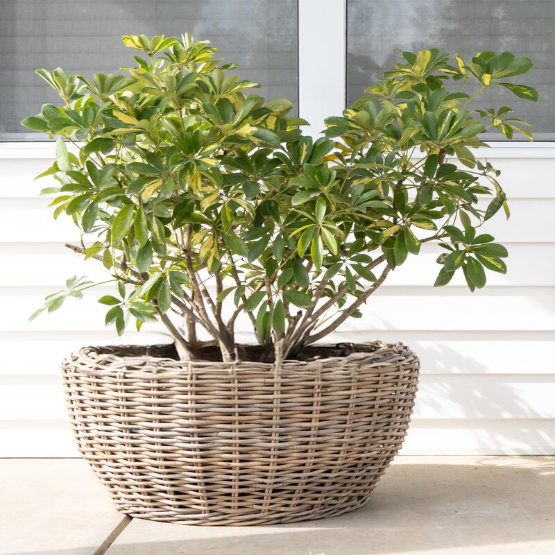 Saboga Home&trade; Round Belly Planter with Black Plastic Insert image number 1