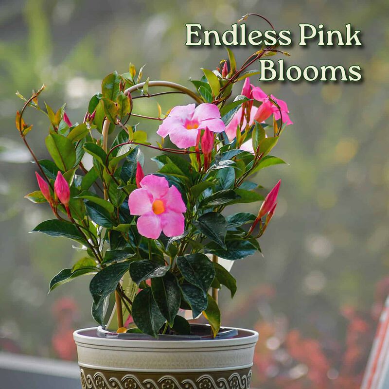 Pretty Pink Dipladenia Vine in 1 Gallon Nursery Pot 1 ‑Pack image number 1