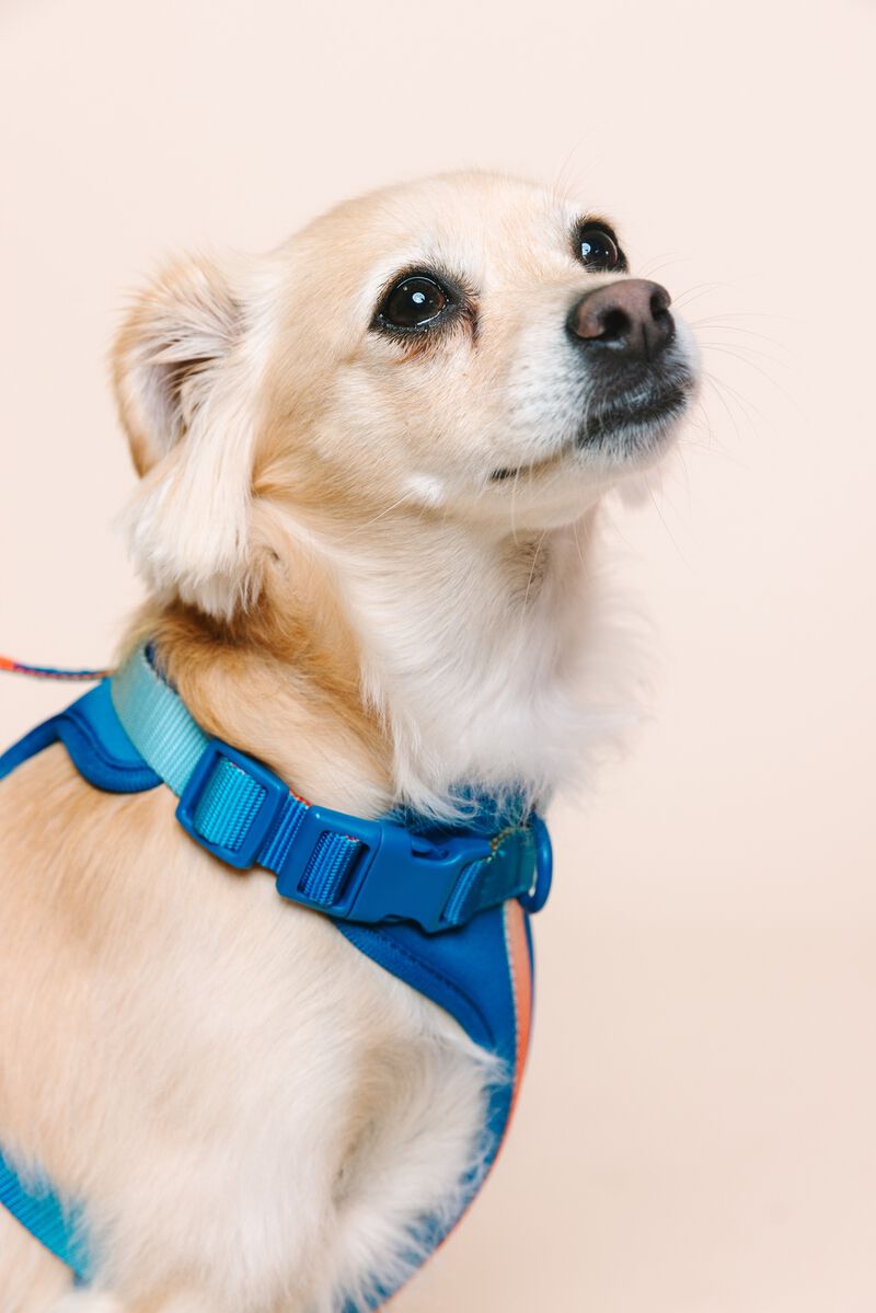Atlas Dog Harness image number 5