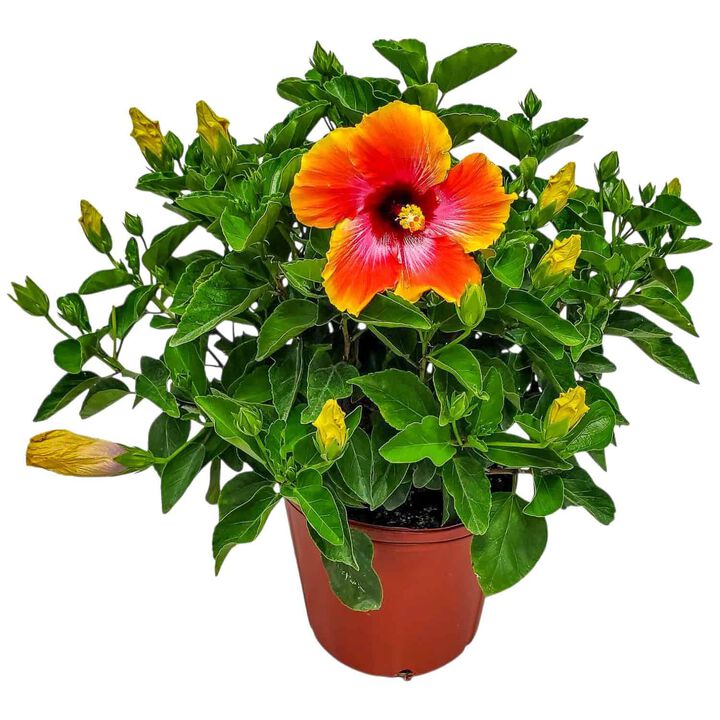 Hibiscus Bush in 3 Gallon Nursery Pot 1 ‑Pack