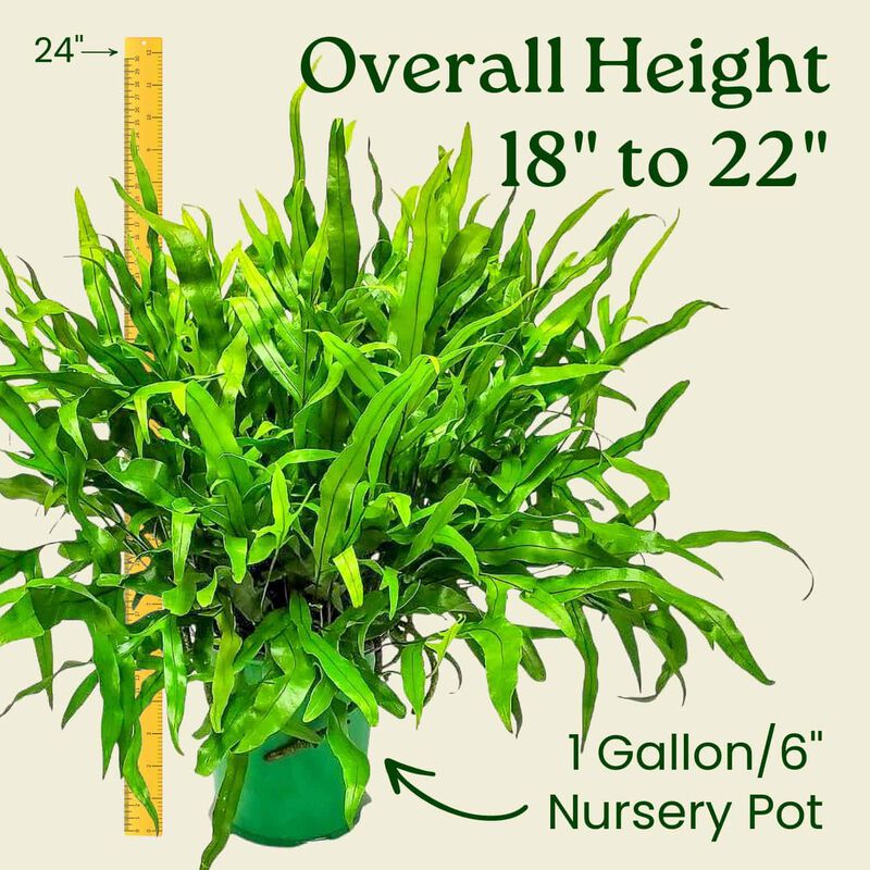 Kangaroo Fern in 1 Gallon Nursery Pot 1 ‑Pack image number 2