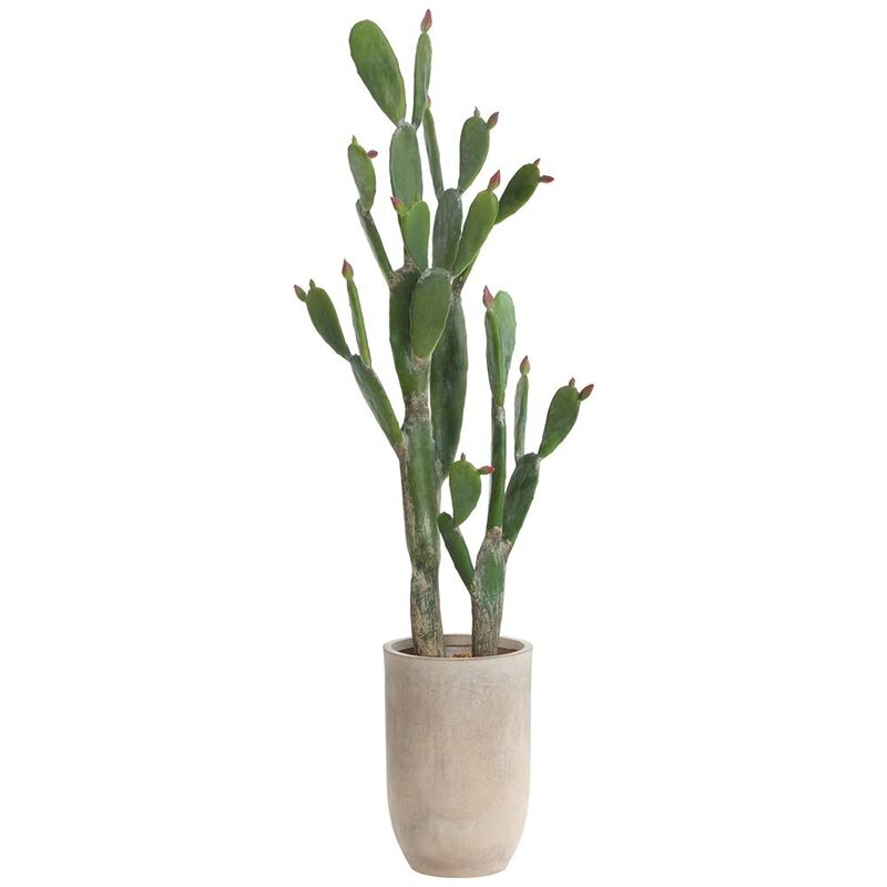 Bunny Ear Cactus Plant in Cement Planter
