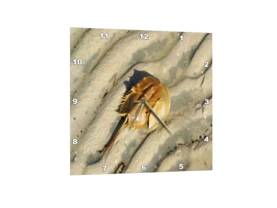 Close Horseshoe Crab Sand Wall Clock 13 Inch Home Decor